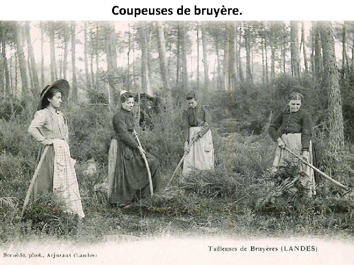 Coupeuses de bruyère. 