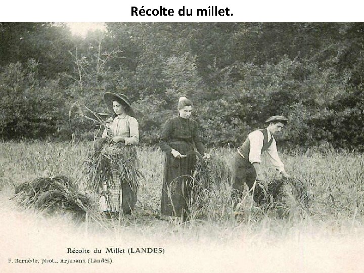 Récolte du millet. 