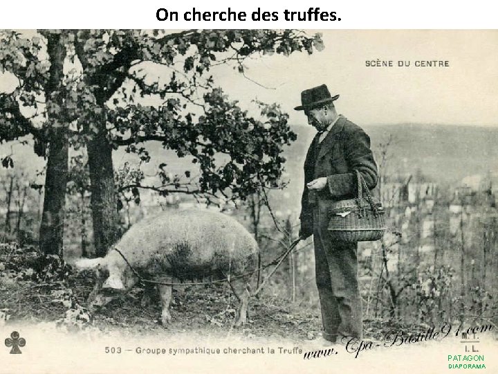 On cherche des truffes. PATAGON DIAPORAMA 