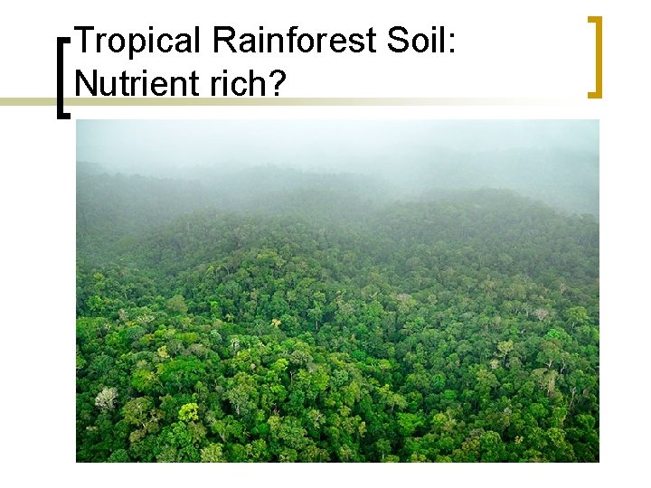 Tropical Rainforest Soil: Nutrient rich? 