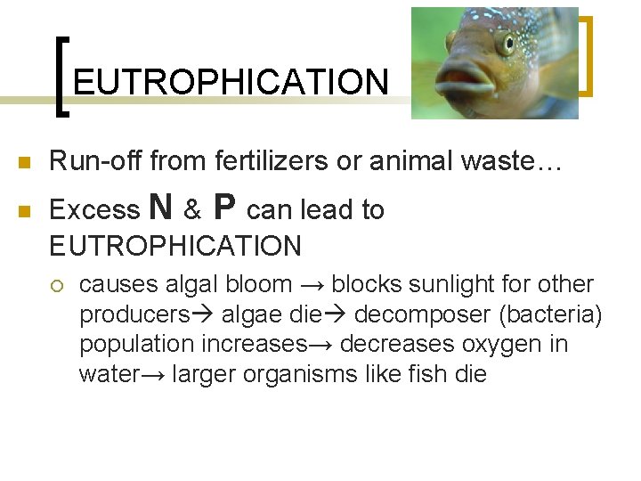 EUTROPHICATION n n Run-off from fertilizers or animal waste… Excess N & P can