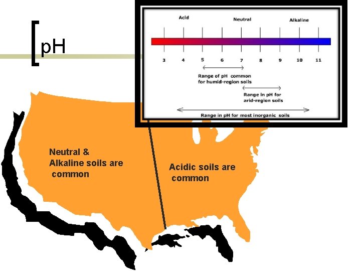 p. H Neutral & Alkaline soils are common Acidic soils are common 