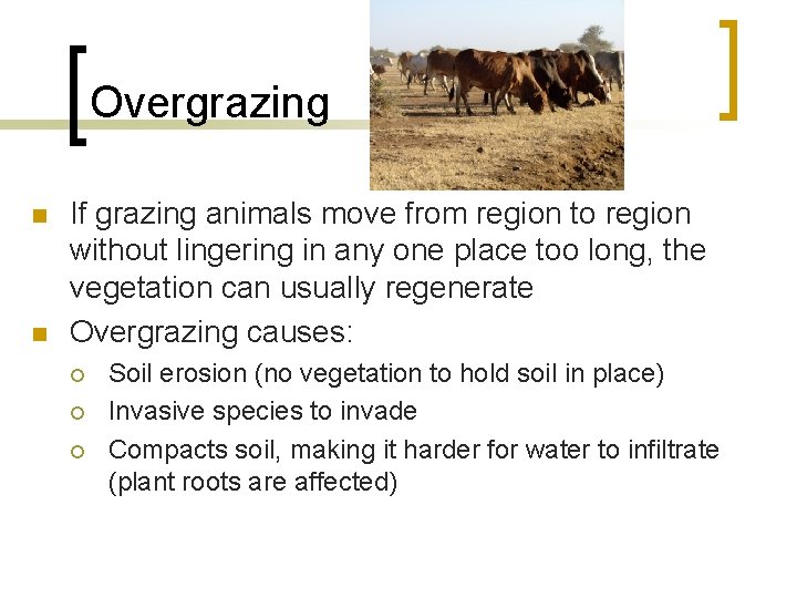 Overgrazing n n If grazing animals move from region to region without lingering in