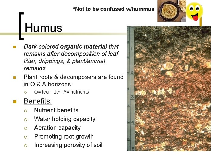 *Not to be confused w/hummus Humus n n Dark-colored organic material that remains after