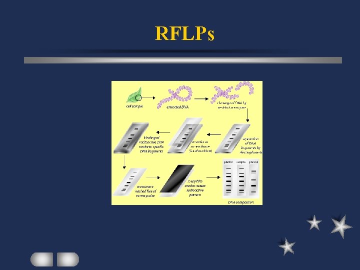 RFLPs 