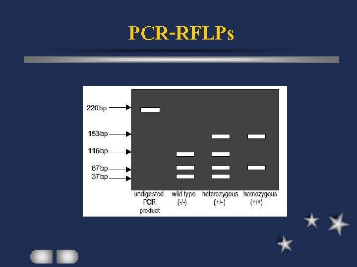 PCR-RFLPs 