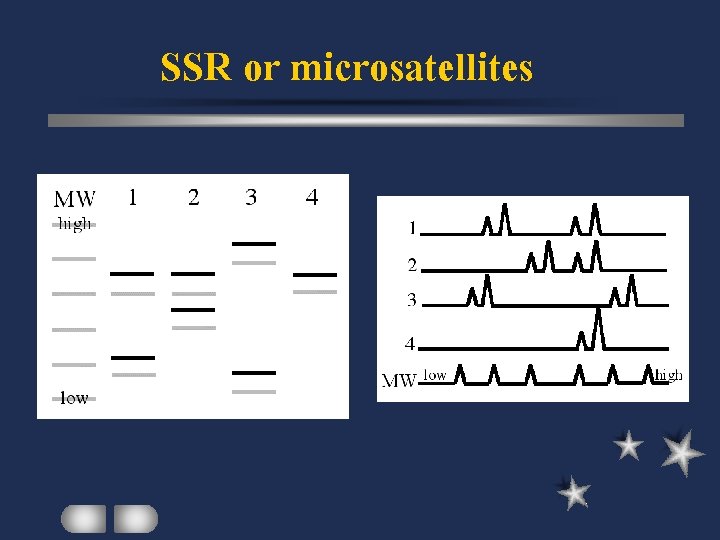 SSR or microsatellites 