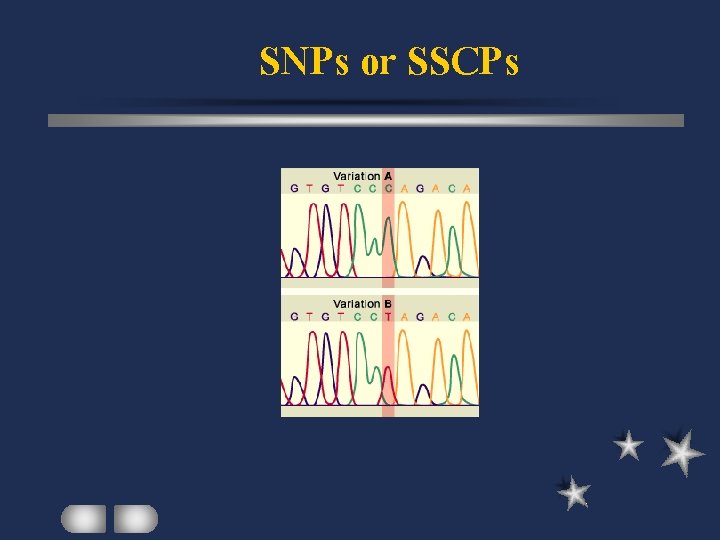 SNPs or SSCPs 