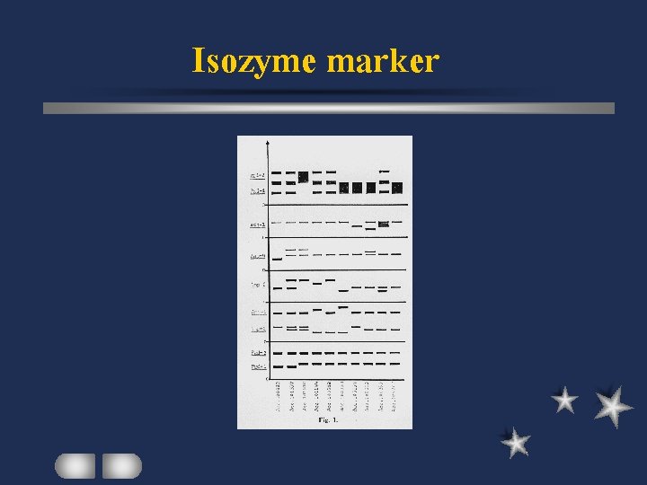 Isozyme marker 