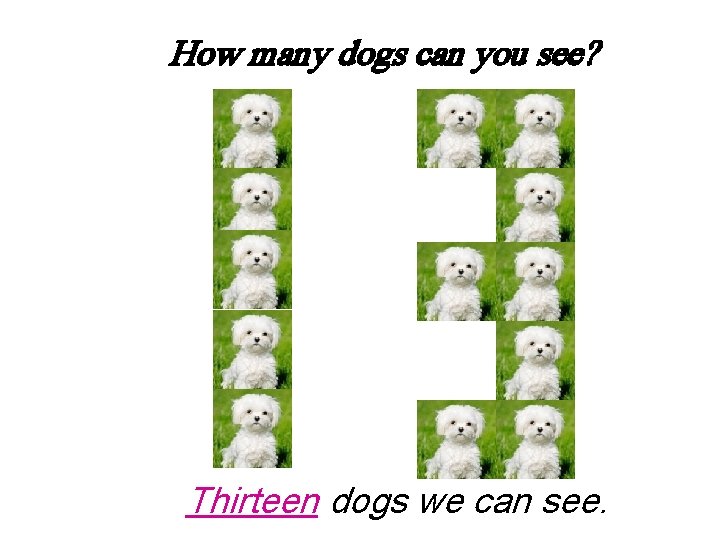 How many dogs can you see? Thirteen dogs we can see. 