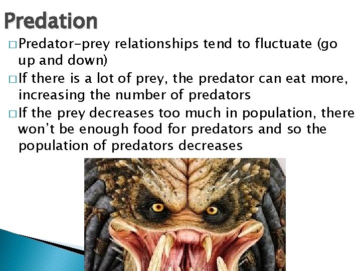 Predation � Predator-prey relationships tend to fluctuate (go up and down) � If there
