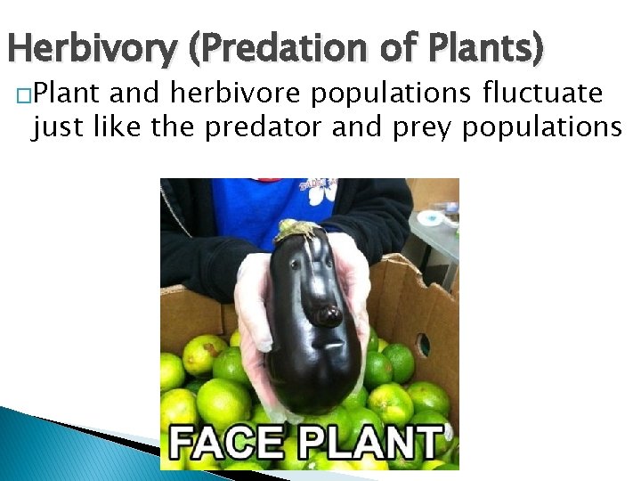 Herbivory (Predation of Plants) �Plant and herbivore populations fluctuate just like the predator and