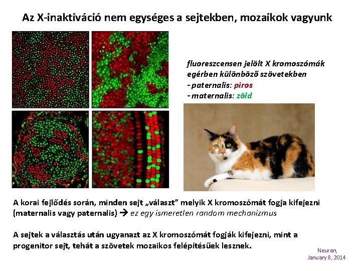 Az X-inaktiváció nem egységes a sejtekben, mozaikok vagyunk fluoreszcensen jelölt X kromoszómák egérben különböző