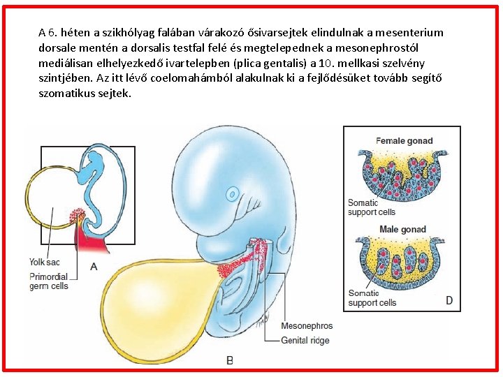 A 6. héten a szikhólyag falában várakozó ősivarsejtek elindulnak a mesenterium dorsale mentén a