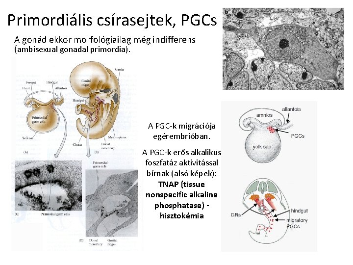 Primordiális csírasejtek, PGCs A gonád ekkor morfológiailag még indifferens (ambisexual gonadal primordia). A PGC-k