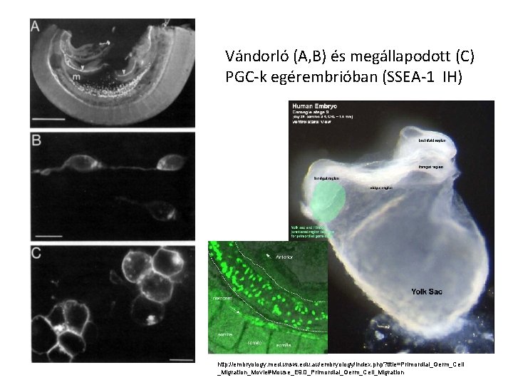 Vándorló (A, B) és megállapodott (C) PGC-k egérembrióban (SSEA-1 IH) http: //embryology. med. unsw.