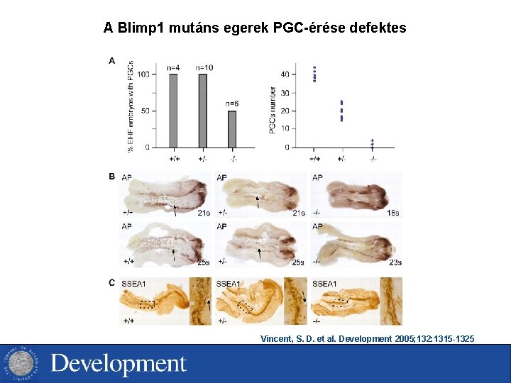 A Blimp 1 mutáns egerek PGC-érése defektes Vincent, S. D. et al. Development 2005;