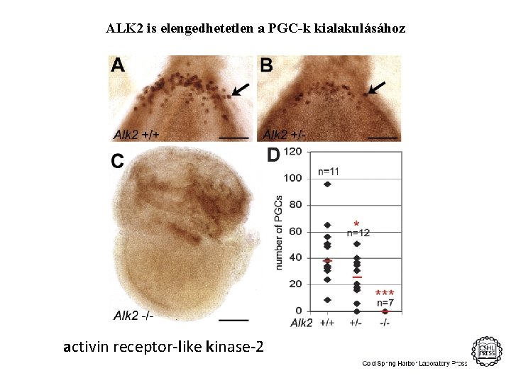 ALK 2 is elengedhetetlen a PGC-k kialakulásához activin receptor-like kinase-2 