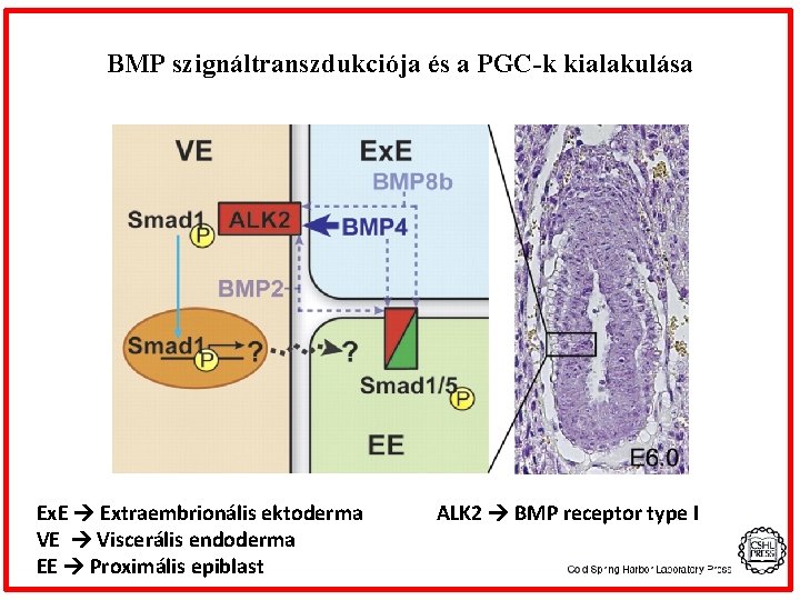 BMP szignáltranszdukciója és a PGC-k kialakulása Ex. E Extraembrionális ektoderma VE Viscerális endoderma EE