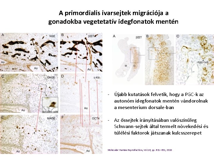 A primordialis ivarsejtek migrációja a gonadokba vegetetatív idegfonatok mentén - Újabb kutatások felvetik, hogy