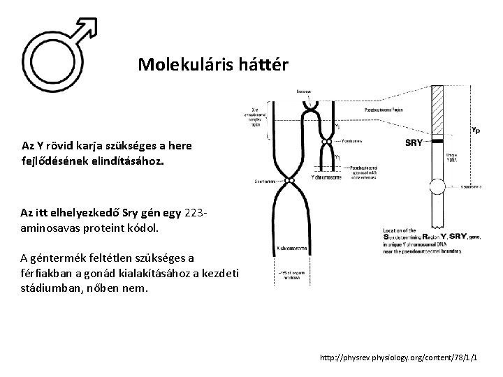 Molekuláris háttér Az Y rövid karja szükséges a here fejlődésének elindításához. Az itt elhelyezkedő