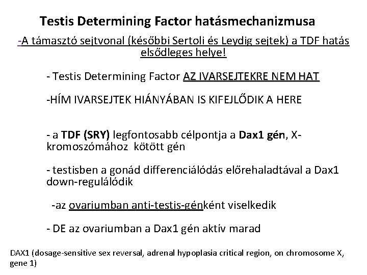 Testis Determining Factor hatásmechanizmusa -A támasztó sejtvonal (későbbi Sertoli és Leydig sejtek) a TDF