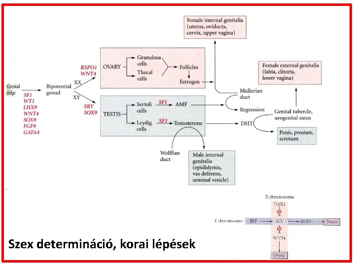 Szex determináció, korai lépések 