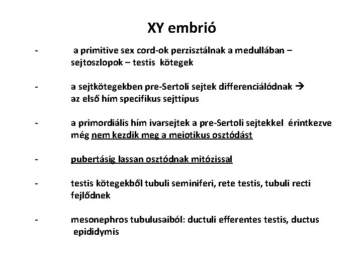 XY embrió - a primitive sex cord-ok perzisztálnak a medullában – sejtoszlopok – testis