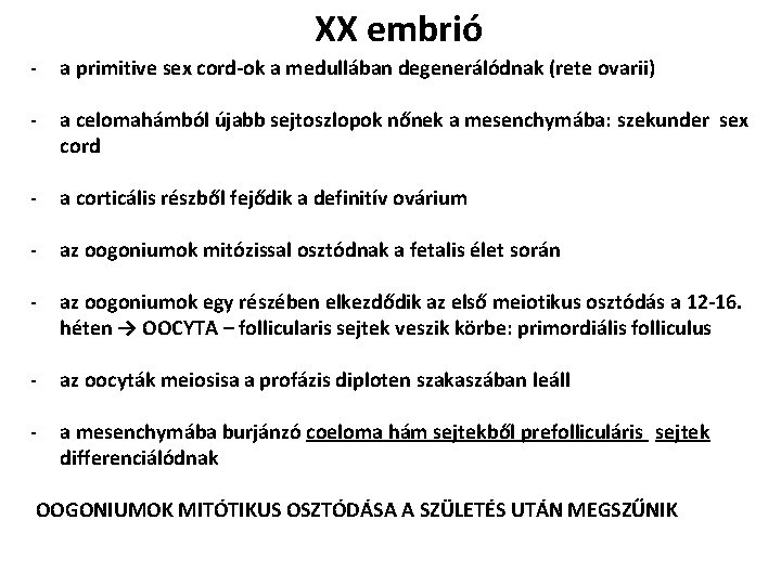 XX embrió - a primitive sex cord-ok a medullában degenerálódnak (rete ovarii) - a