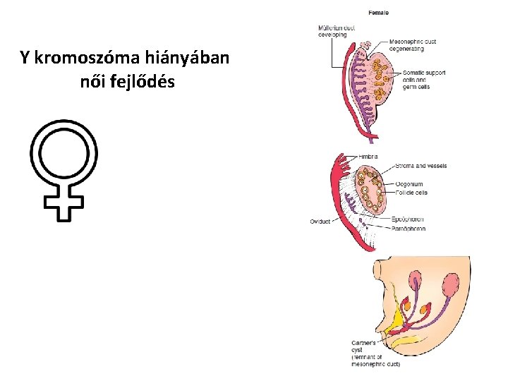 Y kromoszóma hiányában női fejlődés 