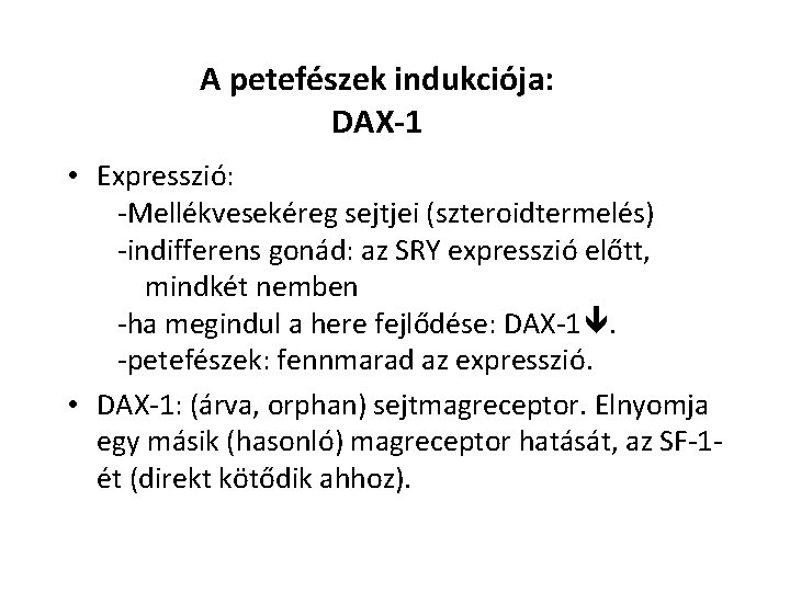 A petefészek indukciója: DAX-1 • Expresszió: -Mellékvesekéreg sejtjei (szteroidtermelés) -indifferens gonád: az SRY expresszió