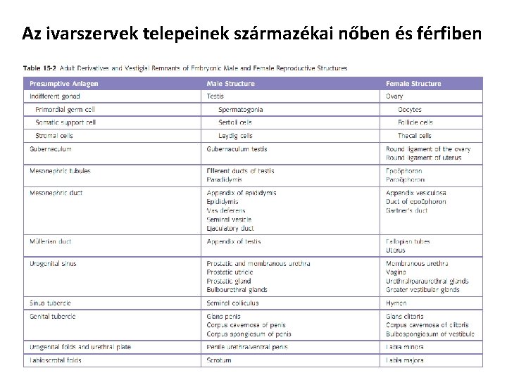 Az ivarszervek telepeinek származékai nőben és férfiben 