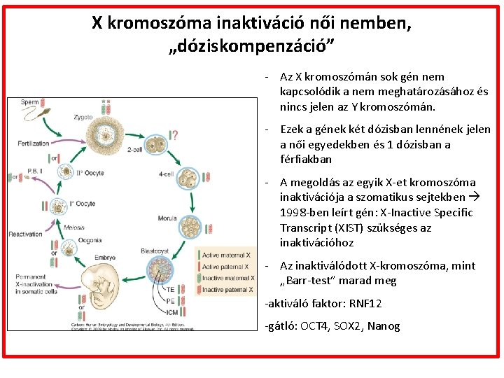 X kromoszóma inaktiváció női nemben, „dóziskompenzáció” - Az X kromoszómán sok gén nem kapcsolódik