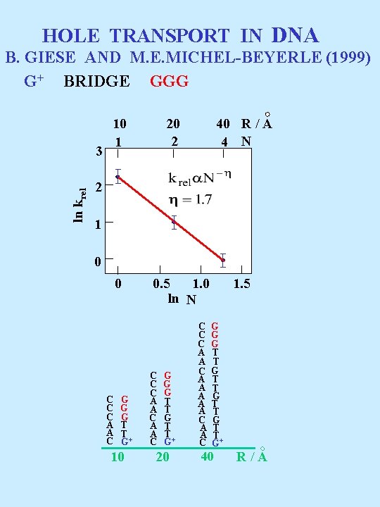 HOLE TRANSPORT IN DNA B. GIESE AND M. E. MICHEL-BEYERLE (1999) G+ BRIDGE GGG HOLE TRANSPORT IN DNA B. GIESE AND M. E. MICHEL-BEYERLE (1999) G+ BRIDGE GGG