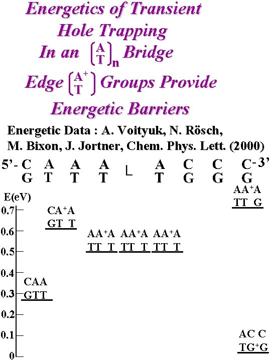 Energetics of Transient Hole Trapping In an AT n Bridge A+ T Edge Groups