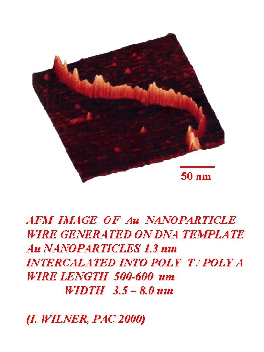50 nm AFM IMAGE OF Au NANOPARTICLE WIRE GENERATED ON DNA TEMPLATE Au NANOPARTICLES