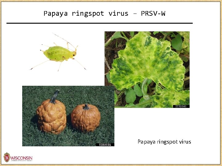 Papaya ringspot virus – PRSV-W http: //news. monsanto. com/image/infographic/role-data-science-agriculture Papaya ringspot virus 