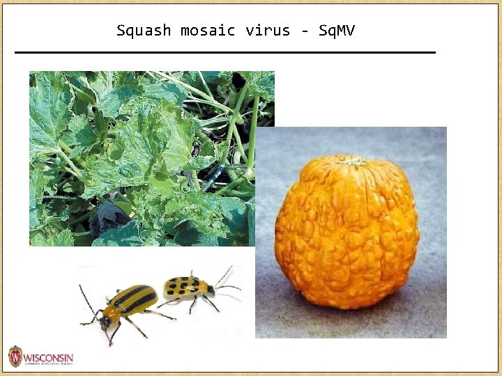 Squash mosaic virus - Sq. MV http: //news. monsanto. com/image/infographic/role-data-science-agriculture 