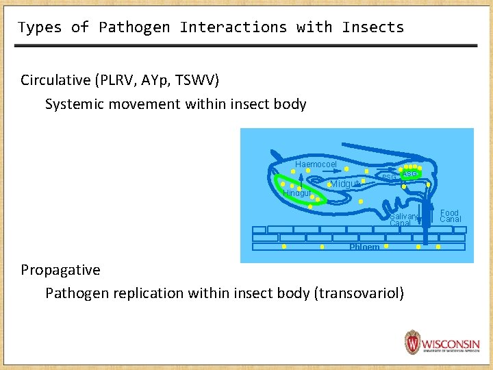 Types of Pathogen Interactions with Insects Circulative (PLRV, AYp, TSWV) Systemic movement within insect