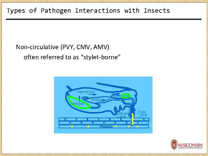 Types of Pathogen Interactions with Insects Non-circulative (PVY, CMV, AMV) often referred to as