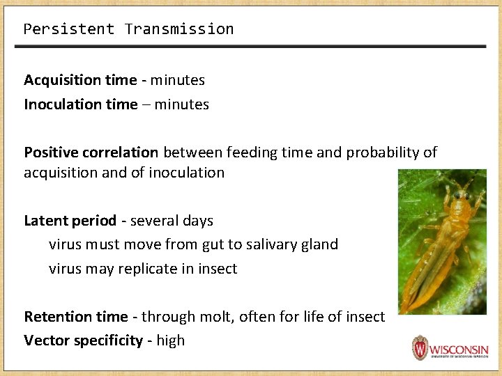 Persistent Transmission Acquisition time - minutes Inoculation time – minutes Positive correlation between feeding