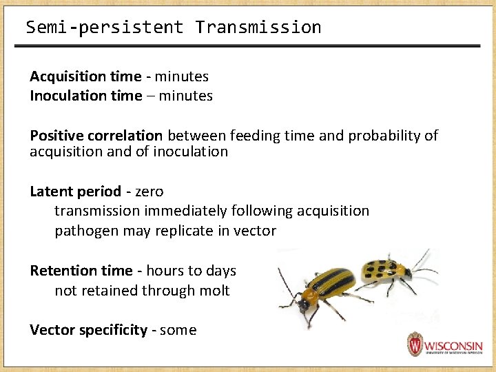 Semi-persistent Transmission Acquisition time - minutes Inoculation time – minutes Positive correlation between feeding