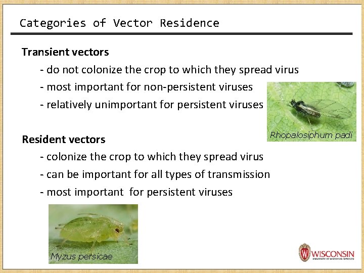 Categories of Vector Residence Transient vectors - do not colonize the crop to which