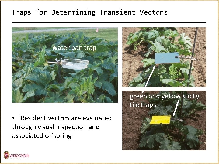 Traps for Determining Transient Vectors water pan trap green and yellow sticky tile traps