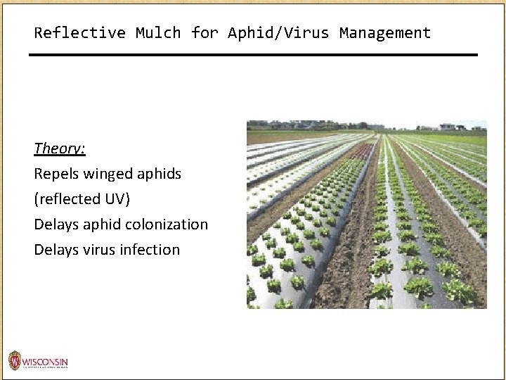 Reflective Mulch for Aphid/Virus Management Theory: Repels winged aphids (reflected UV) Delays aphid colonization