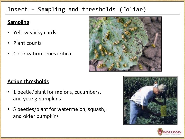 Insect – Sampling and thresholds (foliar) Sampling • Yellow sticky cards • Plant counts