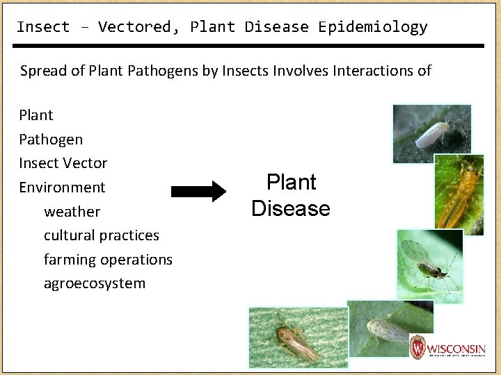 Insect – Vectored, Plant Disease Epidemiology Spread of Plant Pathogens by Insects Involves Interactions