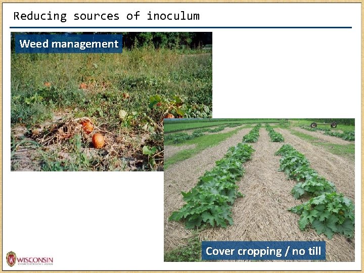 Reducing sources of inoculum Weed management Cover cropping / no till 