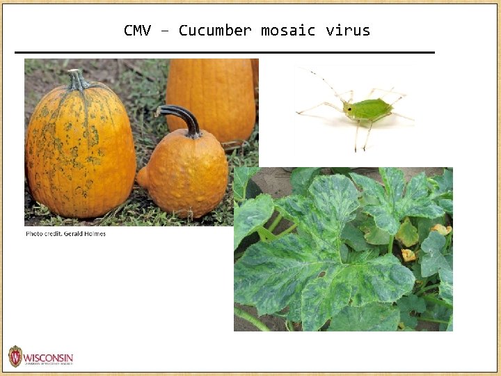CMV – Cucumber mosaic virus http: //news. monsanto. com/image/infographic/role-data-science-agriculture 