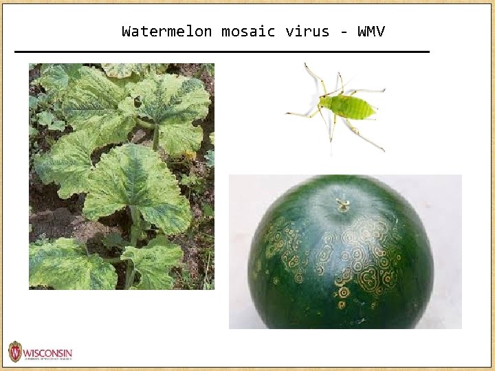 Watermelon mosaic virus - WMV http: //news. monsanto. com/image/infographic/role-data-science-agriculture 